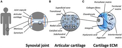 Adipose, Bone Marrow and Synovial Joint-Derived Mesenchymal Stem Cells for Cartilage Repair
